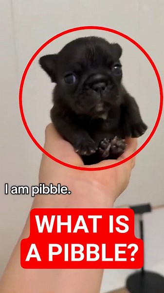 Why Is Everyone Obsessed With Pibble Puppies? #shorts