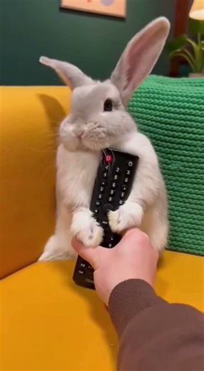 Rabbit's Fierce Reaction to Channel Switching Refusal