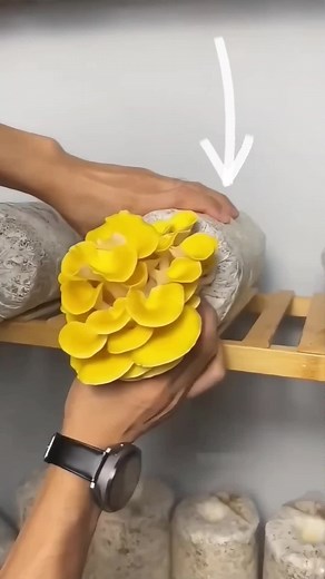 Cara Budidaya Jamur Tiram: Kreasi Olahan Dari Jamur