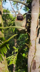 197K views · 5.5K reactions | Time to go slothmode. You've earned it. #Underdogs premieres Sunday, June 15 at 9/8c on National Geographic. Streaming next day on Disney+ and Hulu. | National Geographic Animals | Facebook