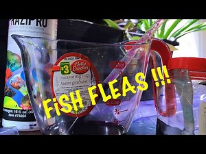 Fish flukes parasites : signs/treatment