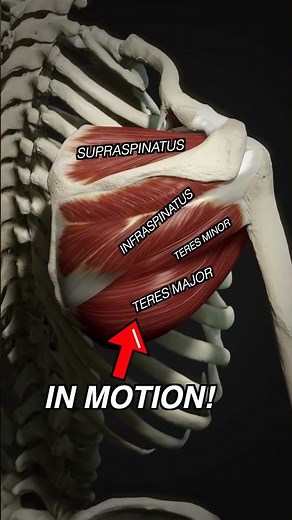 Rotator Cuff Muscles vs Teres Major #Anatomy #3danimation #medicalstudent