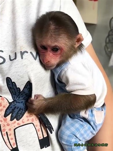 Baby Monkey Milk Surprise! Lala's cute adventure