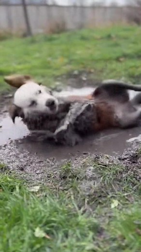 Chasing his tail till he falls asleep mid-spin 😂💤 #DogSpin #FunnyDogReels #DogHumor #DogLife #DogTok | PupVibe