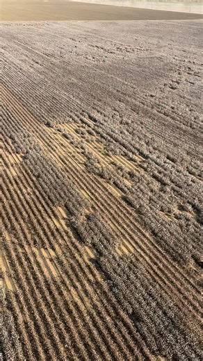 Picking and packing cotton south west of Dos Palos California | John Brigham