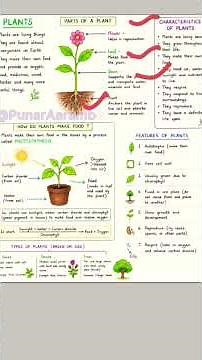 Plants Explained | Parts of a Plant, Photosynthesis,Characteristics & Features | NEW