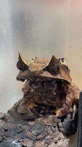 Dans la moiteur de la nuit tropicale, une petite silhouette verte se confond avec la feuille sur laquelle elle repose. La grenouille-feuille, maître du camouflage, porte sur sa peau la teinte et parfois même les nervures du feuillage, disparaissant presque aux yeux des prédateurs. Active surtout après le coucher du soleil, elle se nourrit d’insectes qu’elle surprend d’un bond précis. Ses grands yeux veillent dans l’obscurité, scrutant chaque mouvement. Habitante des forêts humides, elle rappelle