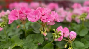 Try These 10 Plants To Grow For Instant Garden Success