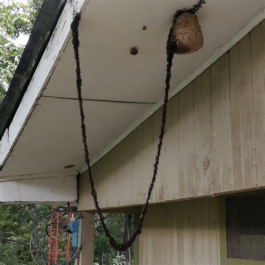 26K views · 134 reactions | Ants together build a bridge to invade wasp nest! | Viral Stories | Facebook