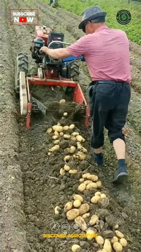 Amazing Potato Harvesting Machine