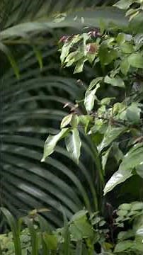 🎧 Jungle Sounds for Tinnitus Relief 🎧 Jungle Crickets 🌿10 hours Tinnitus masking sound therapy🌙