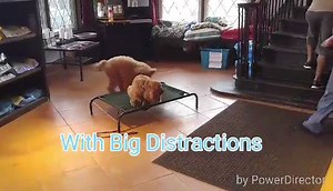 1.6K views · 17 reactions | Sandy was a lot to handle for her owners. She was in and out of foster homes until one family decided to get her under control. After our training program, Sandy went from running the house, to a well mannered love bug. Her owners are more than happy with her behavior! For information on training please call: (713) 820-6140 | The Dog House Pet Salon - Galleria | Facebook