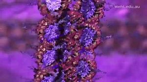 Chromosomes and Karyotypes | Biology OER