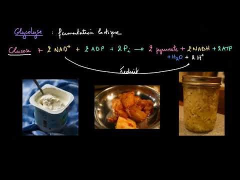 La fermentation lactique