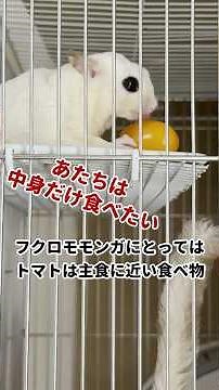 【フクロモモンガ】天才なの!? 教えなくてもトマトの皮だけ綺麗に残す職人技に密着 #フクロモモンガ #おつモモンガ #shorts