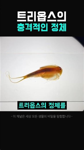 Living fossils?? #Science #Crustaceans #Biology