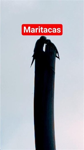 A pair of parakeets building a nest on the utility pole #birds #parakeets
