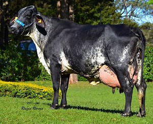 Girolando cattle ~ Detailed Information | Photos | Videos