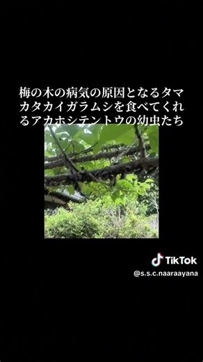 #梅の木#カイガラムシ #アカホシテントウ #生物多樣性