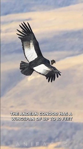Condor Andino: King of The Andes
