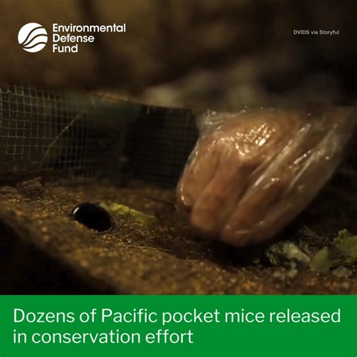 Dozens of captive-bred Pacific pocket mice were released onto the grounds of Marine Corps Base Camp Pendleton in California, on May 23, the corps said. Footage released by Marine Corps Base Camp Pendleton shows the release of the tiny animals. A total of 50 mice were released, the corps said. The release was part of a cooperative effort with the San Diego Zoo Wildlife Alliance, the U.S. Fish and Wildlife Service, and the California Department of Fish and Wildlife to bring the mice back from the 