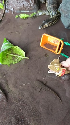 HOW TO CATCHING SNAKEHEAD FISH,beautiful snakehead- SNAKEHEAD FISH #shorts #fish #channa #viralvideo