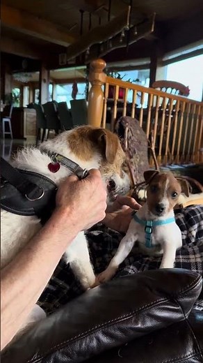 JRT meet and greet happy laughter and wonderful #jrtpuppies