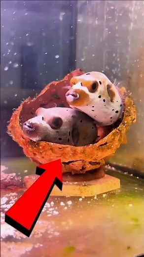 The Fish With a Dog Face 🐶🐟