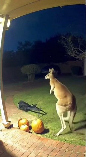 Backyard Cam Catches Roo Drop-kicking a Witch 🎃🦘