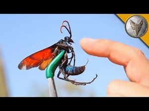 Arizona's creepy crawlers: Tarantula Hawks