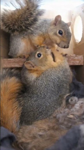 How Squirrel Nesting Boxes Provide Safety Shelter Warmth and a Secure Place for Little Lives