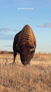 What a beautiful animal! I love watching the bison here at the Arsenal Wildlife Refuge. #bison #coloradoadventures #bisonlove #Colorado #foryoupageシ #fyp #wildlife #wildanimals #wildlifeplanet #wildlifephotography | Colorado Adventures