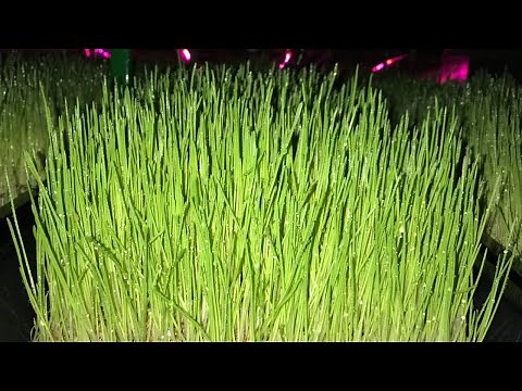 Maximise Hydroponic Fodder Production With 4 Day Growth