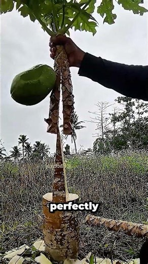 Why altering this tree's structural development led to a massive harvest