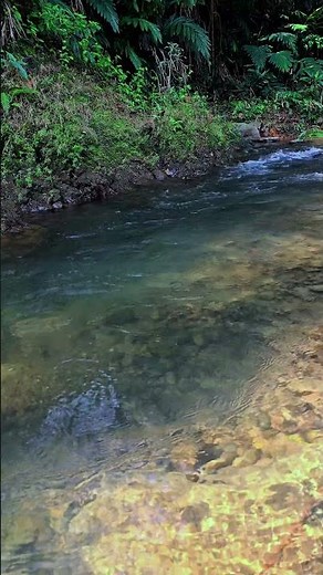 Relaxing River Sounds in the Forest 🌿💧 Instant Stress Relief