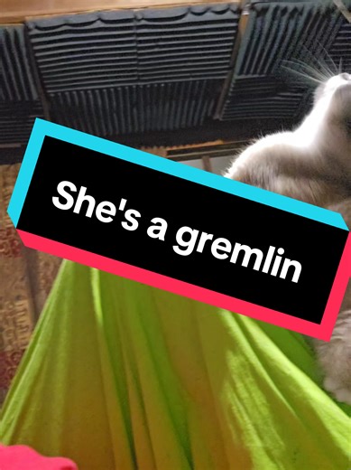 My Daughter Everyone.. #fypシ #fyp #cats #cat #catdad