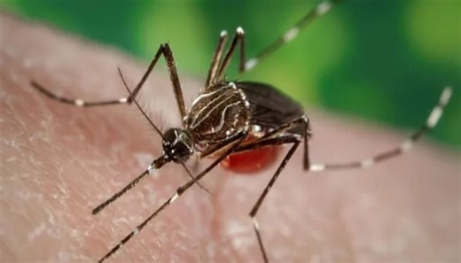 CDC issues Level 1 Global Travel Alert as Dengue fever cases surge to 500,000
