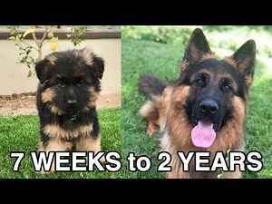 WATCH MY PUPPY GROW | GERMAN SHEPHERD