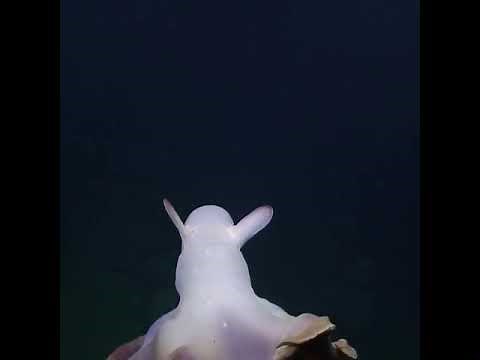 Brilliant Umbrella Octopus with Stunning 60cm Form