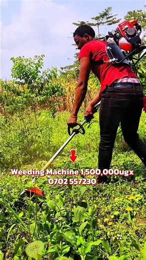 Weeding Machine Brush cutter back pack for removing unwanted weeds from crops & plants #weedbrush