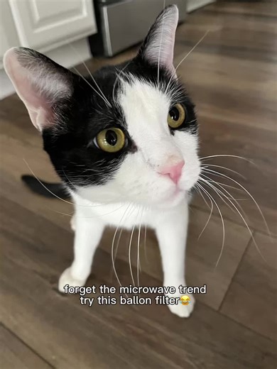 Exploring the Fun of Balloon and Willy-Themed Activities