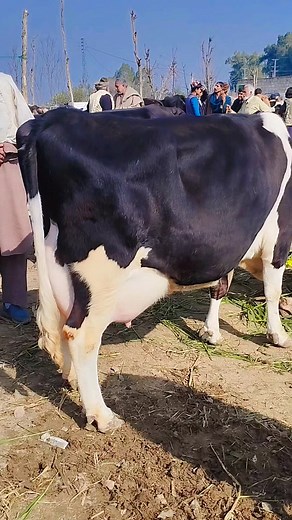 #world_biggest_udder_Cow #world_highest_milking #beautifulheifer #Nili_Ravi_Buffalo #Big_udder_buffalo #Sahiwal_Cow #Dairy_Farm #Nili #heiferforsale #heifer #heifersforsale #calf #luddanmandi a buffalo versus a bull, a buffalo sound, buffalo buffalo, buffalo baby, buffalo business in Pakistan, buffalo heat, buffalo horn, buffalo history, buffalo in Pakistan, buffalo in water, buffalo injection, buffalo in India, #texilamandi2022 #nili_ravi_buffalo buffalo in jungle, buffalo in Pakistan for sale,