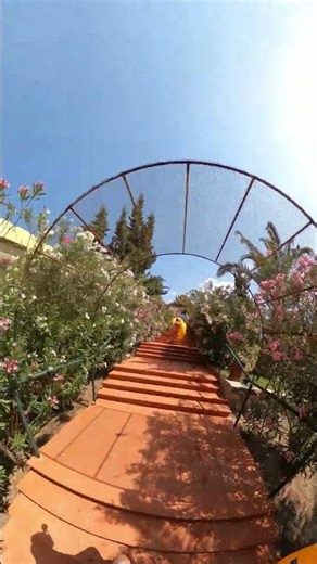 Adaland Aquapark Walk to Yellow Python Water Slide #Shorts