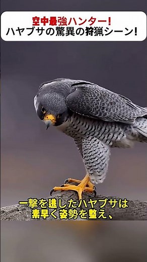 空中最強ハンター！ハヤブサの驚異の狩猟シーン！ #ハヤブサ #猛禽類 #野生動物バトル #草原の生態 #捕食者の世界
