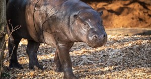 Pygmy hippo travels 400 miles to new London Zoo and finds love with 'Thug'