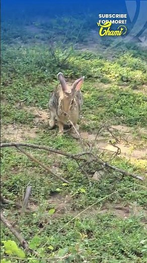 🐇 Wild Rabbit Enjoying Fresh Grass | Yala National Park Moments 🌿✨
