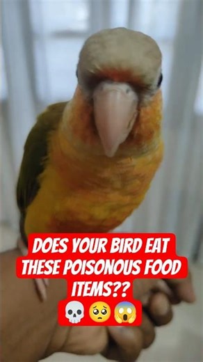 your pineapple conure should avoid this #birds #kiki #parrot #shorts