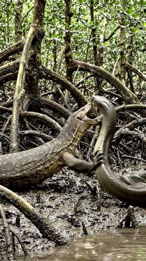 monitor lizard vs snake