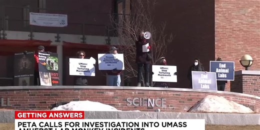 PETA calls for investigation into UMass Amherst lab monkey incidents