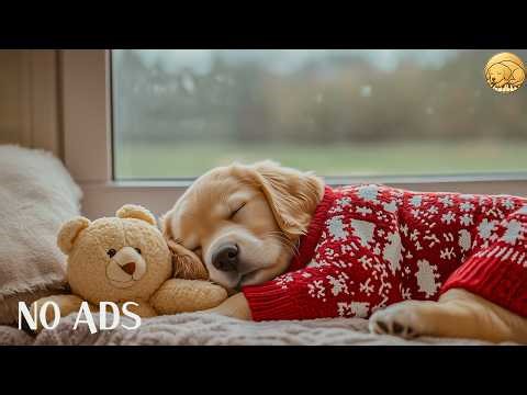 12 HOURS Relaxing Music for Dogs 🐶💖 Gentle Calming Music for Better Sleep & Anxiety Relief 💤 No Ads